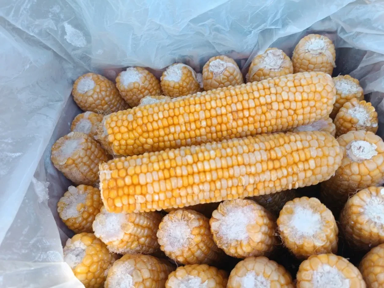 Свежемороженая кукуруза #1