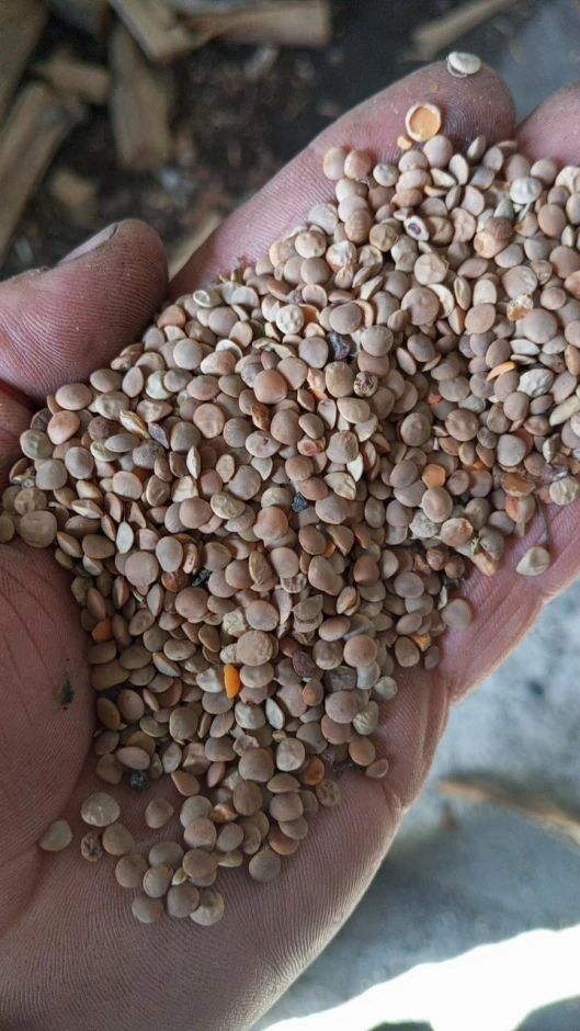 Продам красную чечевицу - 2 Продам красную чечевицу #2