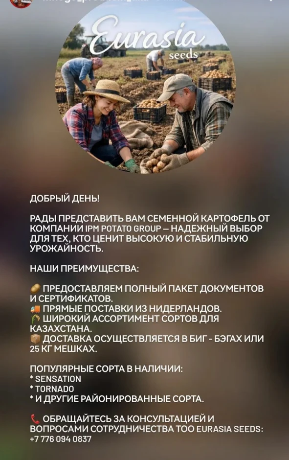 Продаём семенной картофель (Нидерланды) #1
