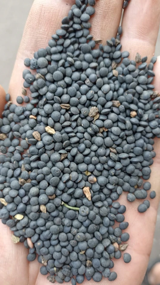 Black lentils. #1