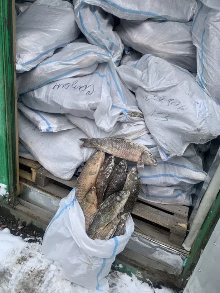 Рыба Сазан - 1 Рыба Сазан #1