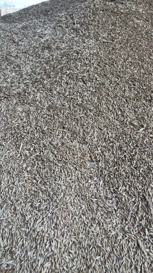 I sell barley, Arpa. #1