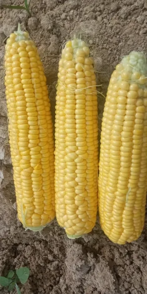 Продам кукурузу сладкую #5