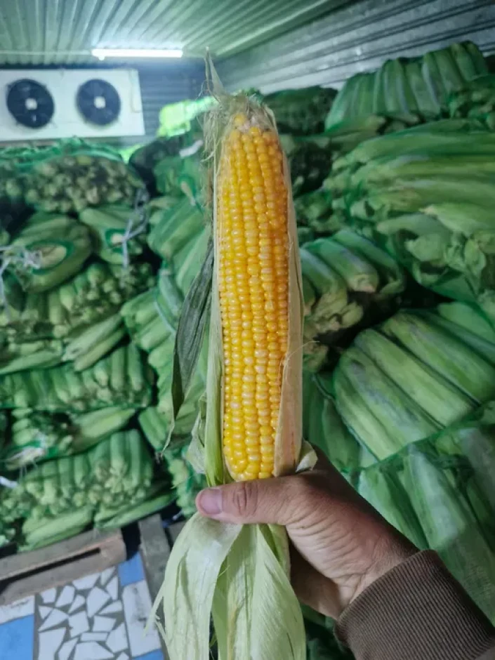 Сладкая кукуруза #2