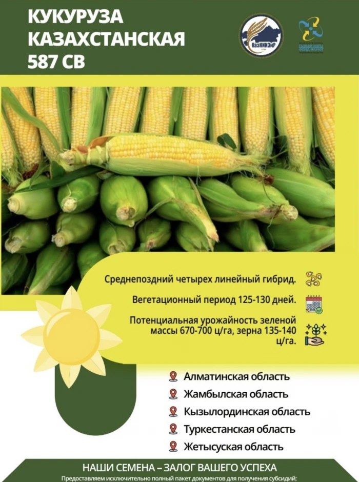 Семена сои сорта: Жансая и Айсауле #1