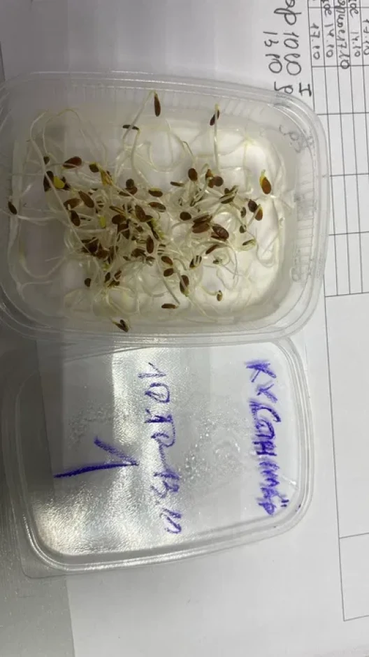 Продам лен тоннами #3