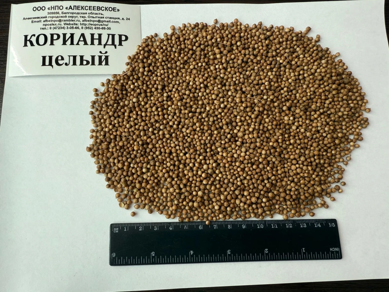Кориандр #1