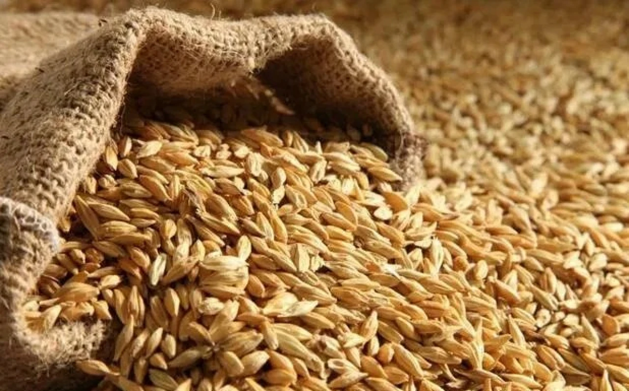 I will sell grain (barley). #1