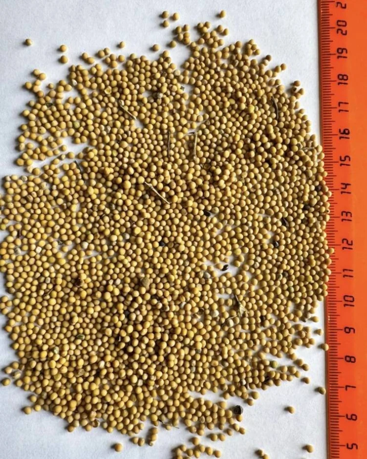 Белая и черная горчица #2