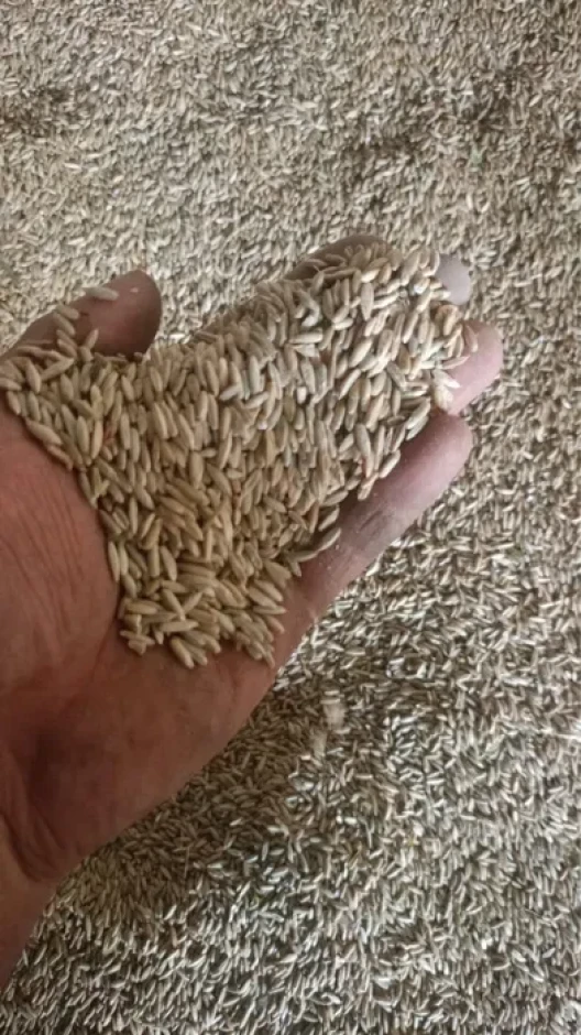 I will sell grain Rye. #1