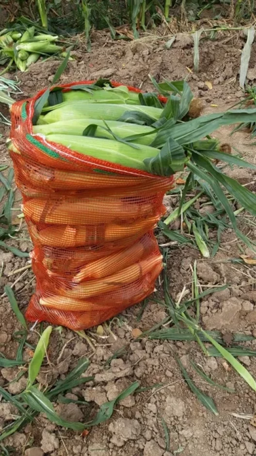 Продам кукурузу сладкую #3
