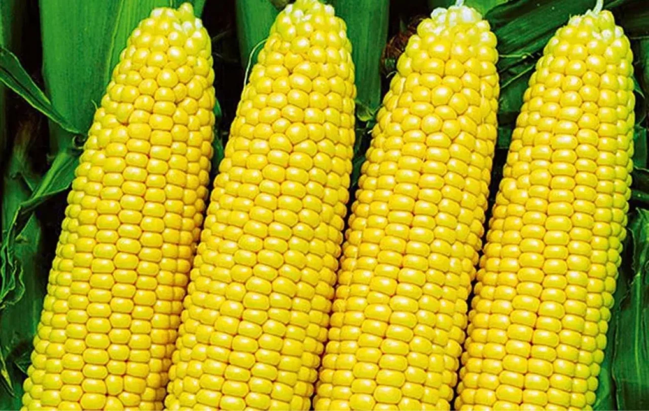 Corn 190tg pcs. #1