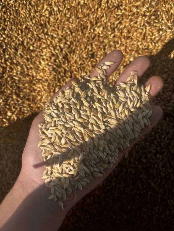Ячмень на продажу #1