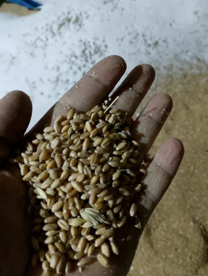 I will sell wheat for fodder. #2