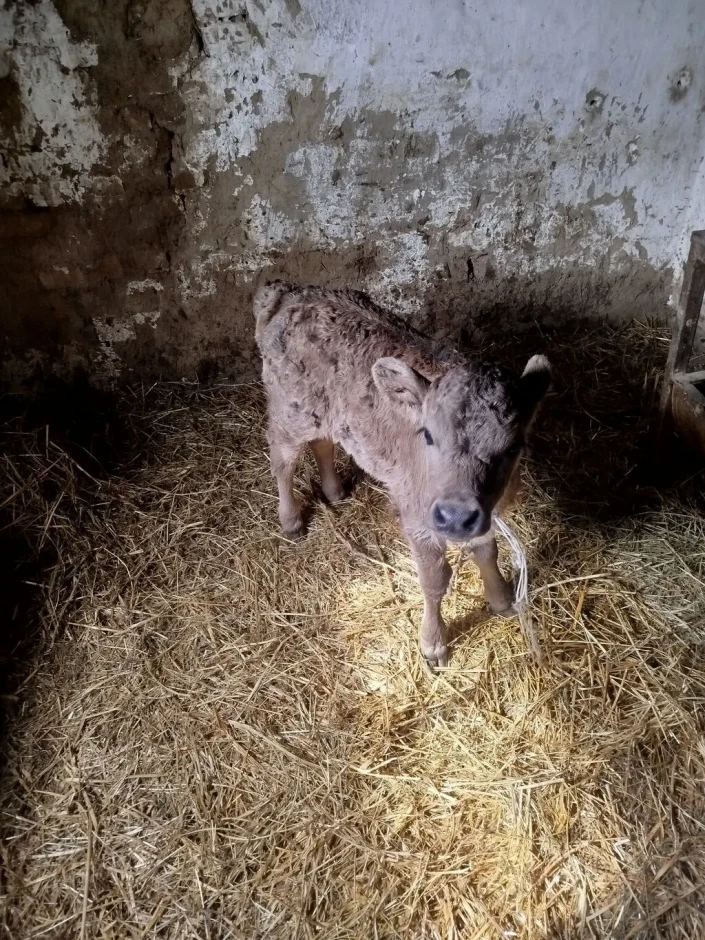 Теленок бесплатно в хорошие руки - 1 Теленок бесплатно в хорошие руки #1