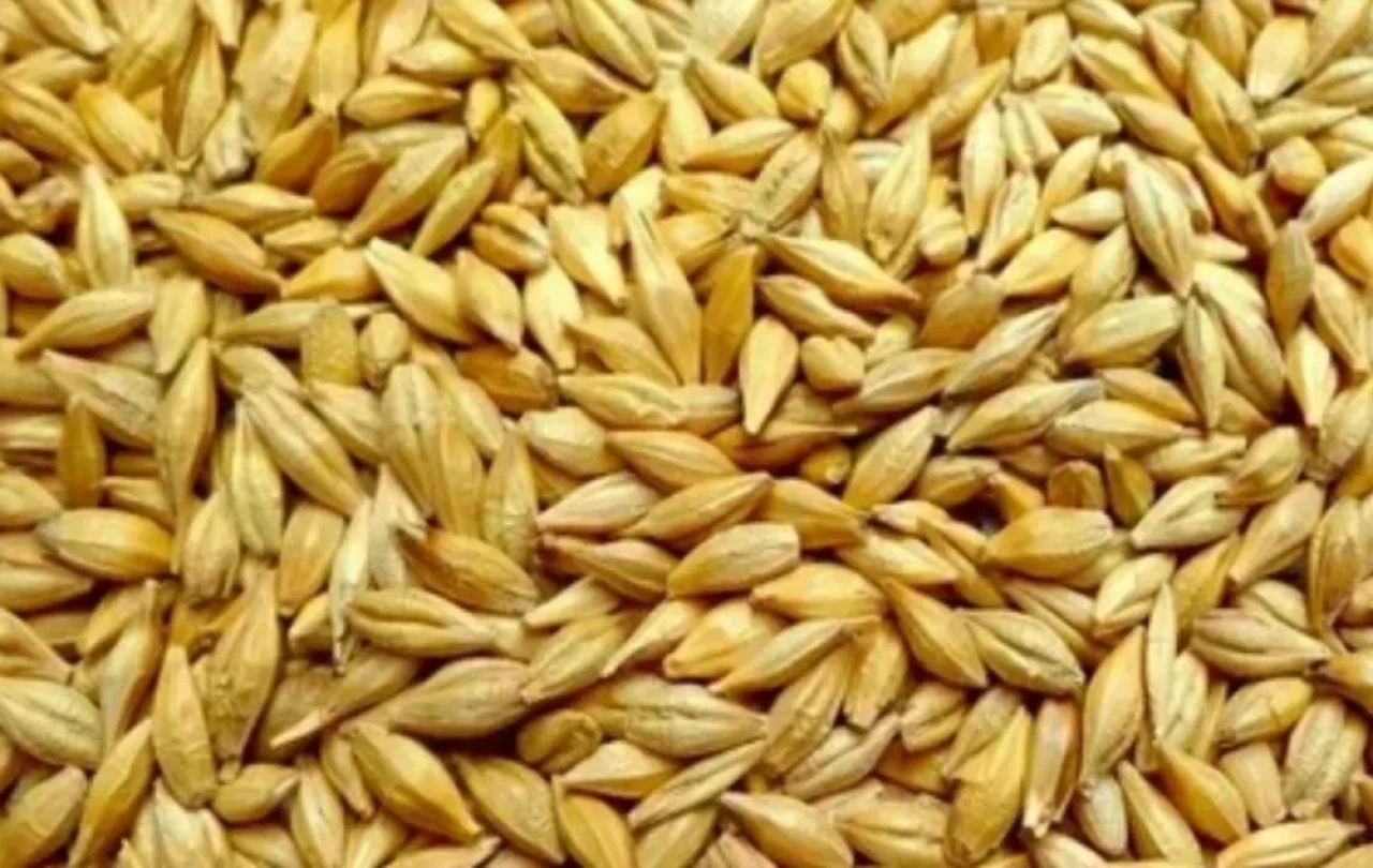 Продам ячмень урожай 2026 - 1 Продам ячмень урожай 2026 #1