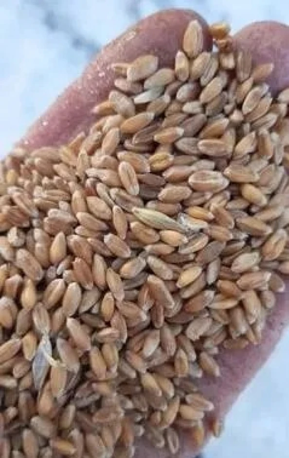 Пшеница 4 класс. #1