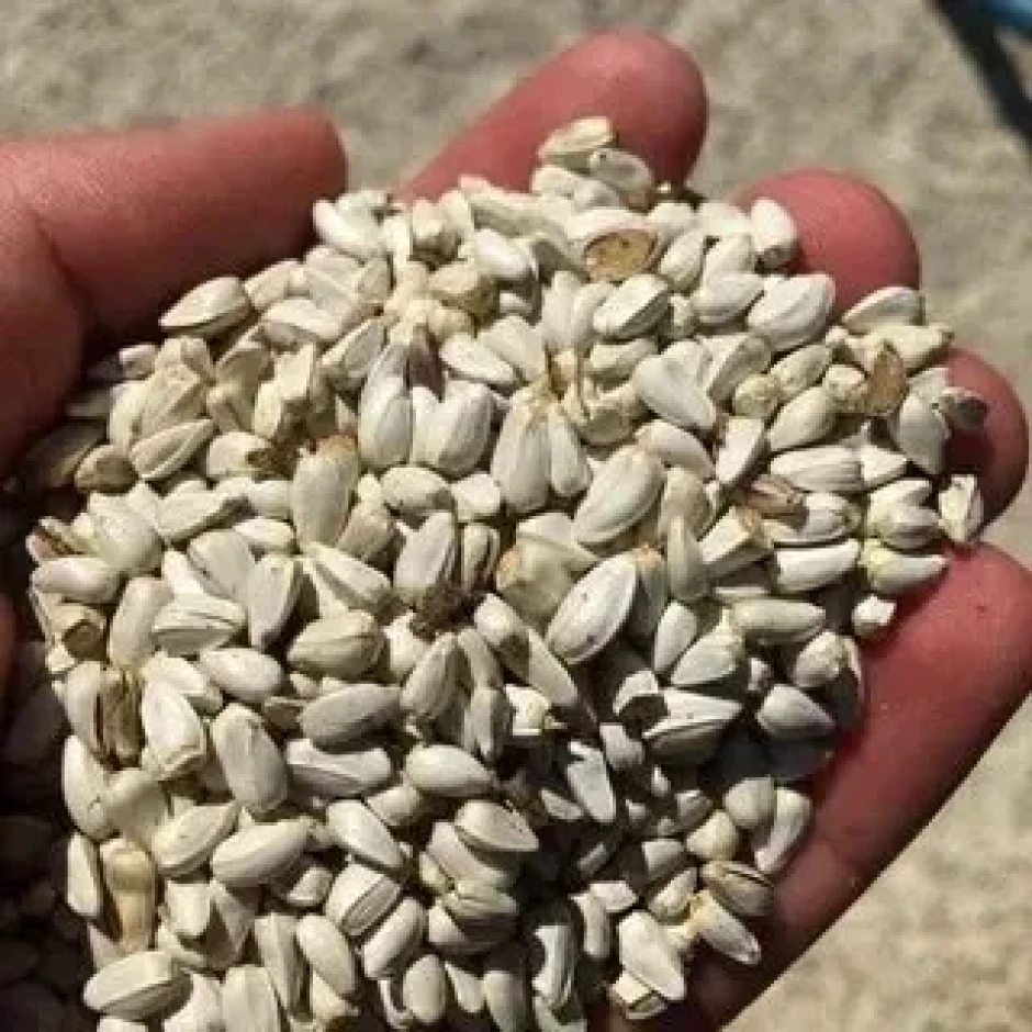 семена Сафлор ершовский 4 #1