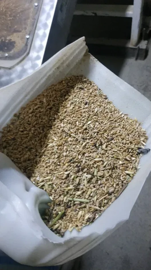 Wheat bran 78 tg. #2