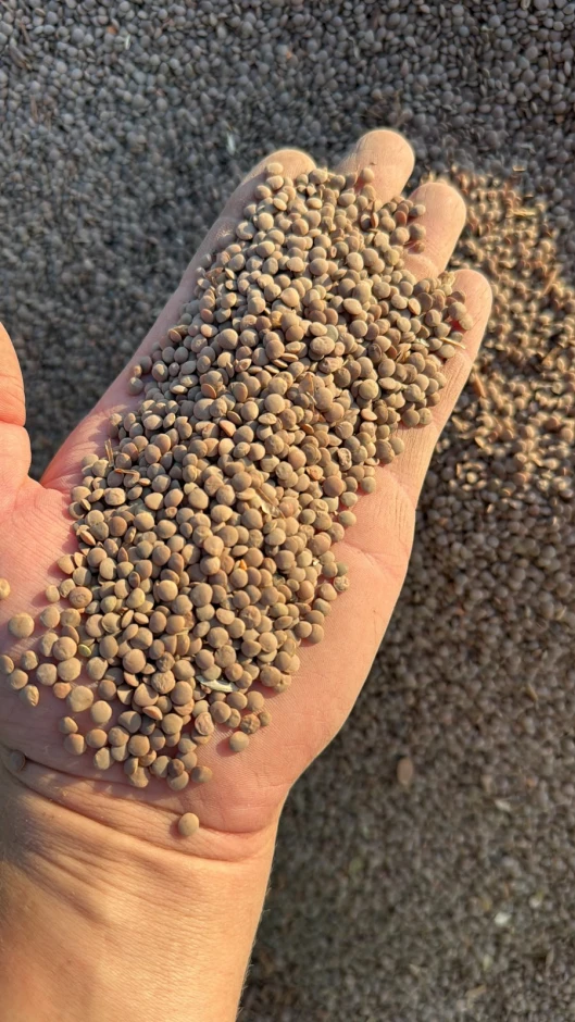 I will sell red lentils. #1