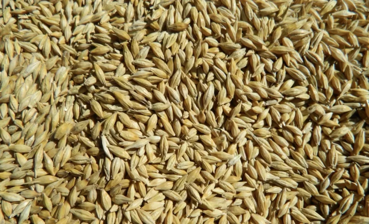 I will sell pure barley. #1