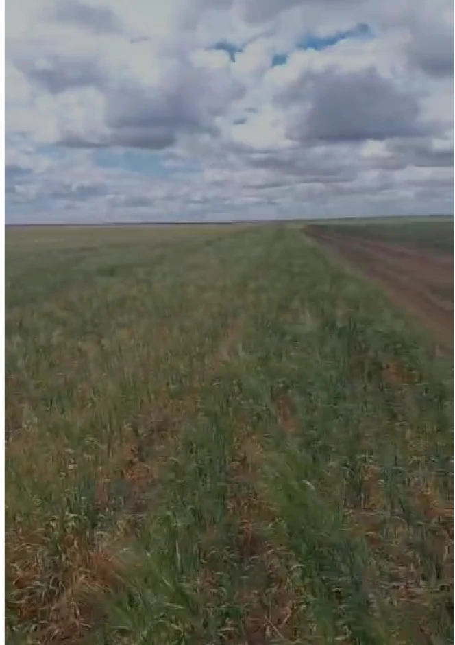 An operating farm is for sale in the Kostanay region. #1