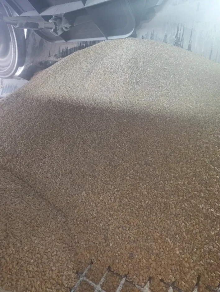 Кукуруза жүгері расыпной #1