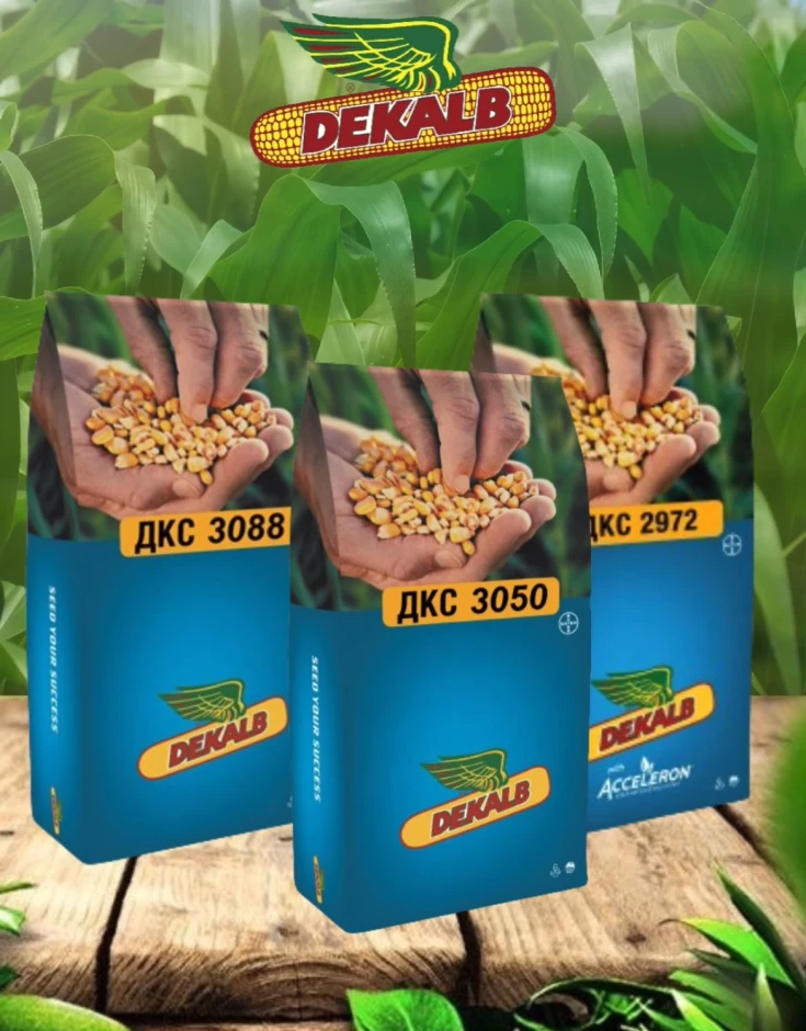 Семена кукурузы Dekalb #1
