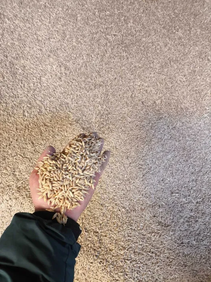 Арпа урык Семена ячменя #2