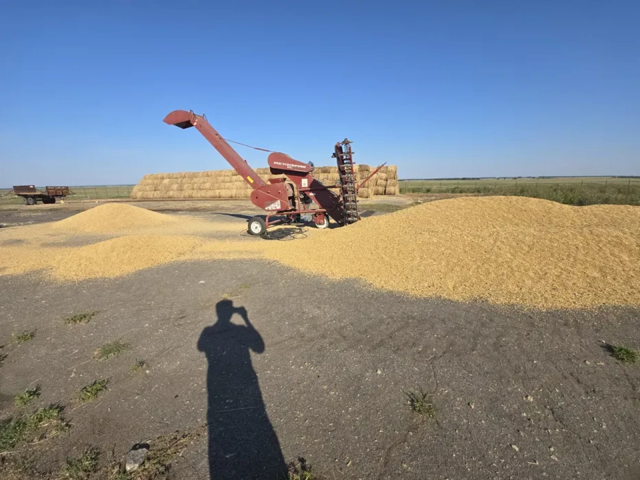 Barley for sale, 1st class, harvest 2026. #2