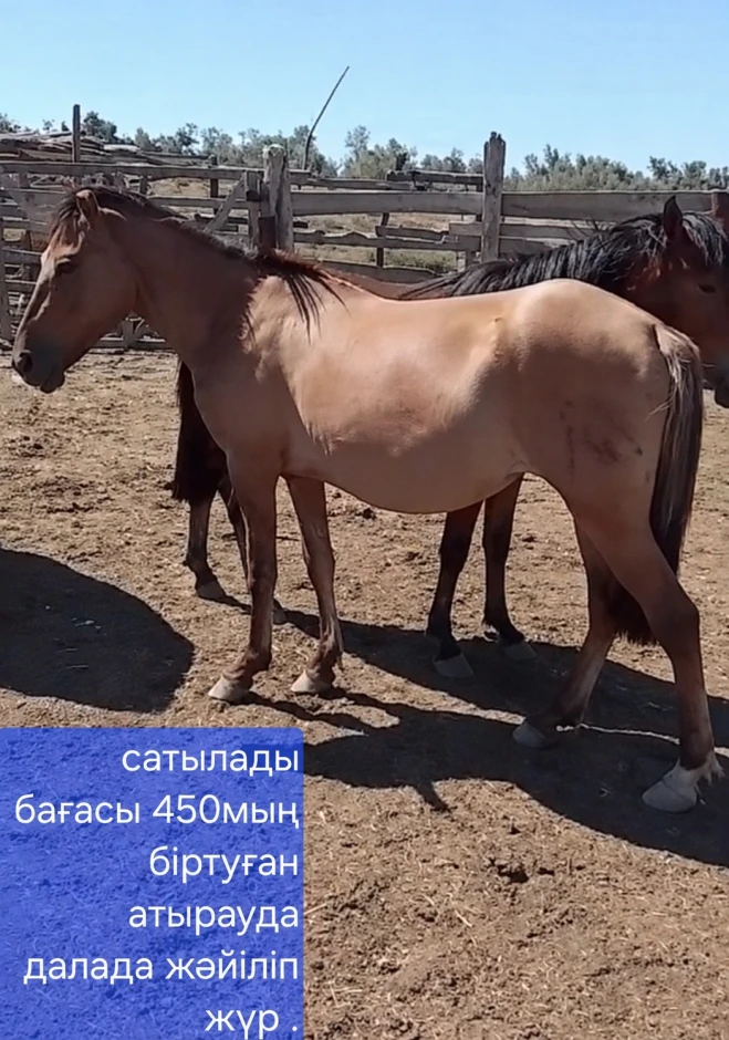 Лошадь - 2 Лошадь #2