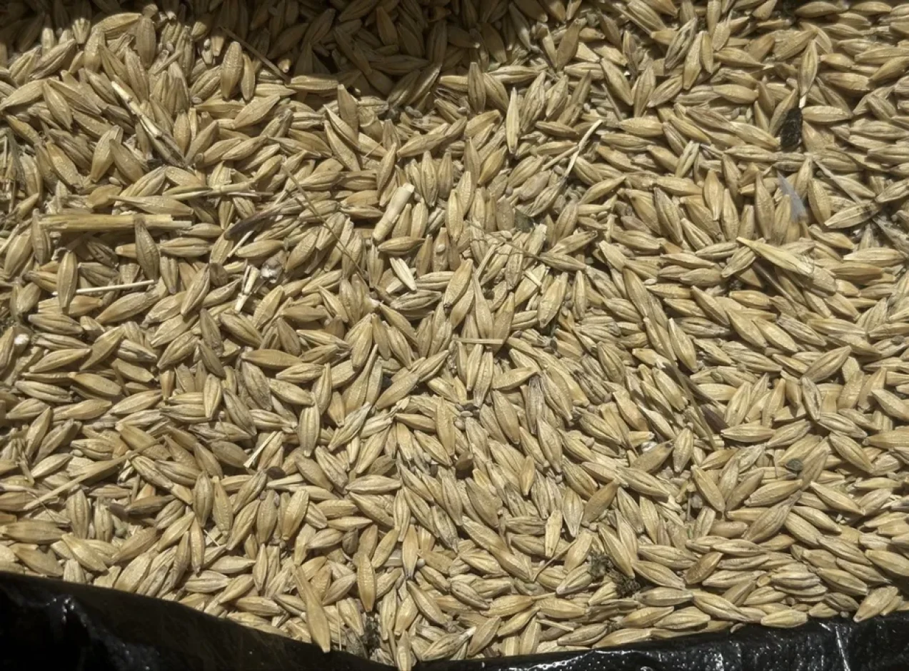 Продам Ячмень. Свежий урожай - 1 Продам Ячмень. Свежий урожай #1