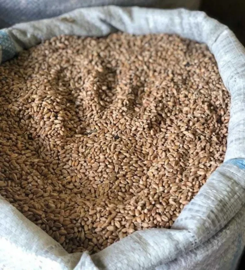 Пшеница 4 класса #1