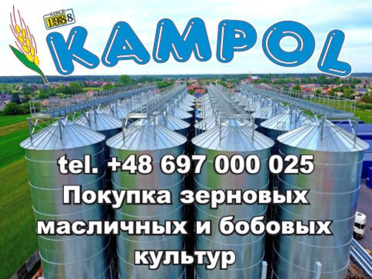 Горчица белая - 1 Горчица белая #1