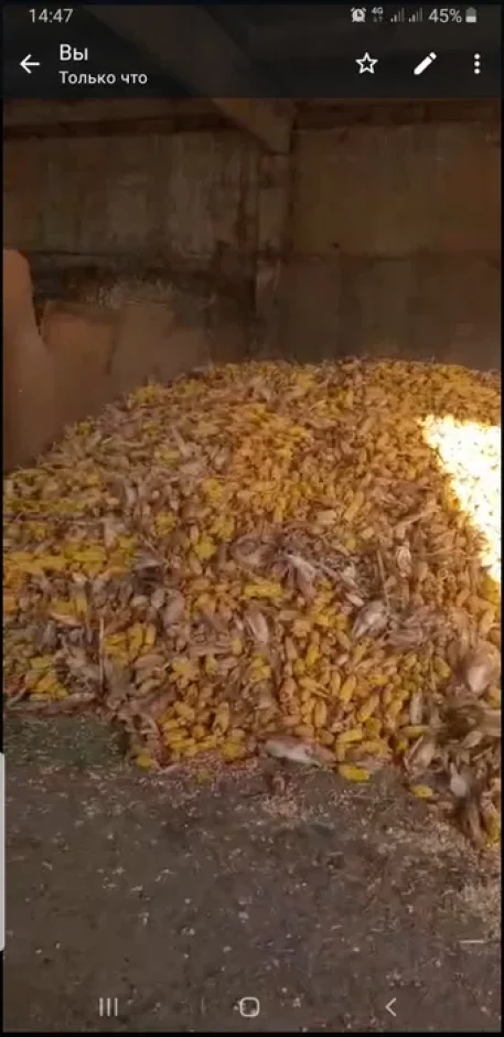 Продам Кукурузу в качане - 1 Продам Кукурузу в качане #1