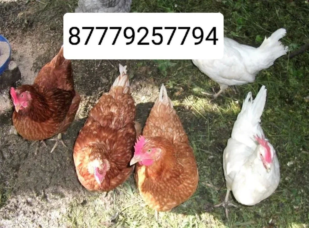 Продажа Куры несушки - 1 Продажа Куры несушки #1