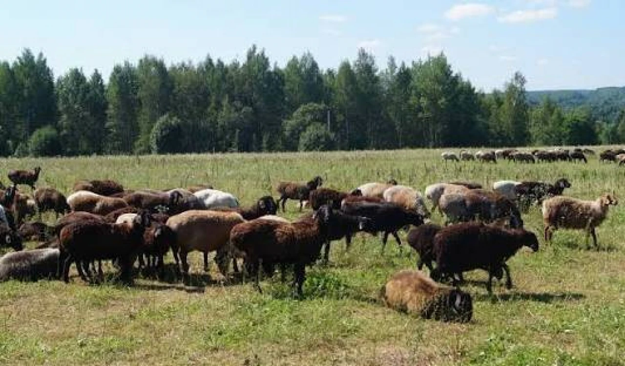 Продажа Баранов, Конины, Говядины #2