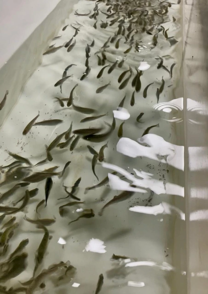 Мальки форели, малёк форели, радужная форель 5 грамм #1