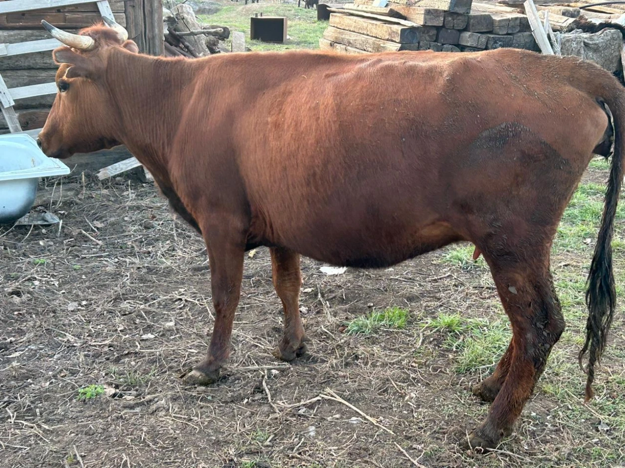 11 heads of cattle are for sale. #1