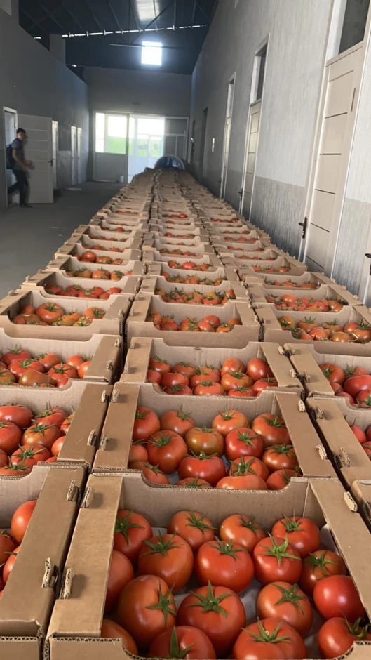 Tomatoes, greenhouse tomatoes on hydroponics. #1