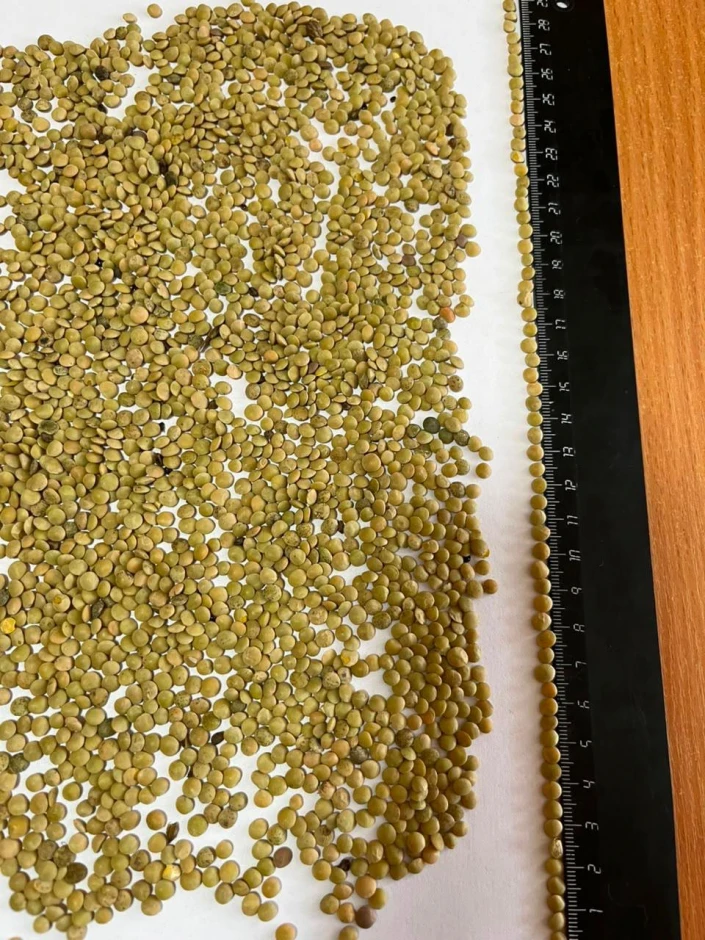 I will sell green lentils. #1