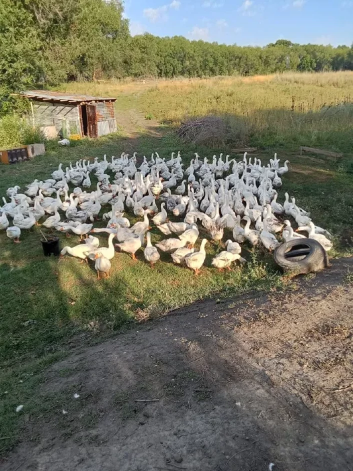 Гуси #2