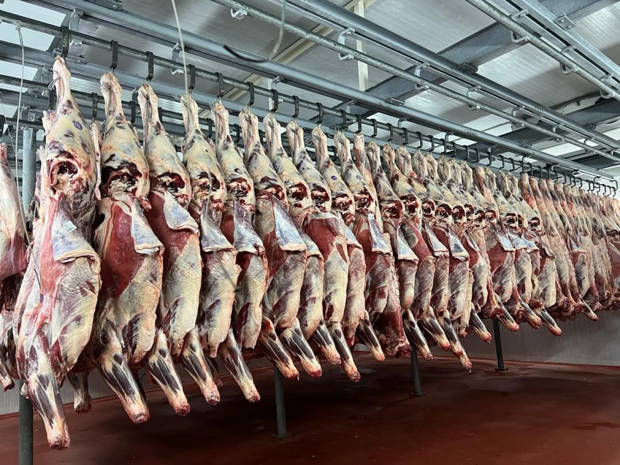 Огузок, оковалок, кострец, подбедерок - мякоть бедра HALAL. Доставка. - 1 Огузок, оковалок, кострец, подбедерок - мякоть бедра HALAL. Доставка. #1