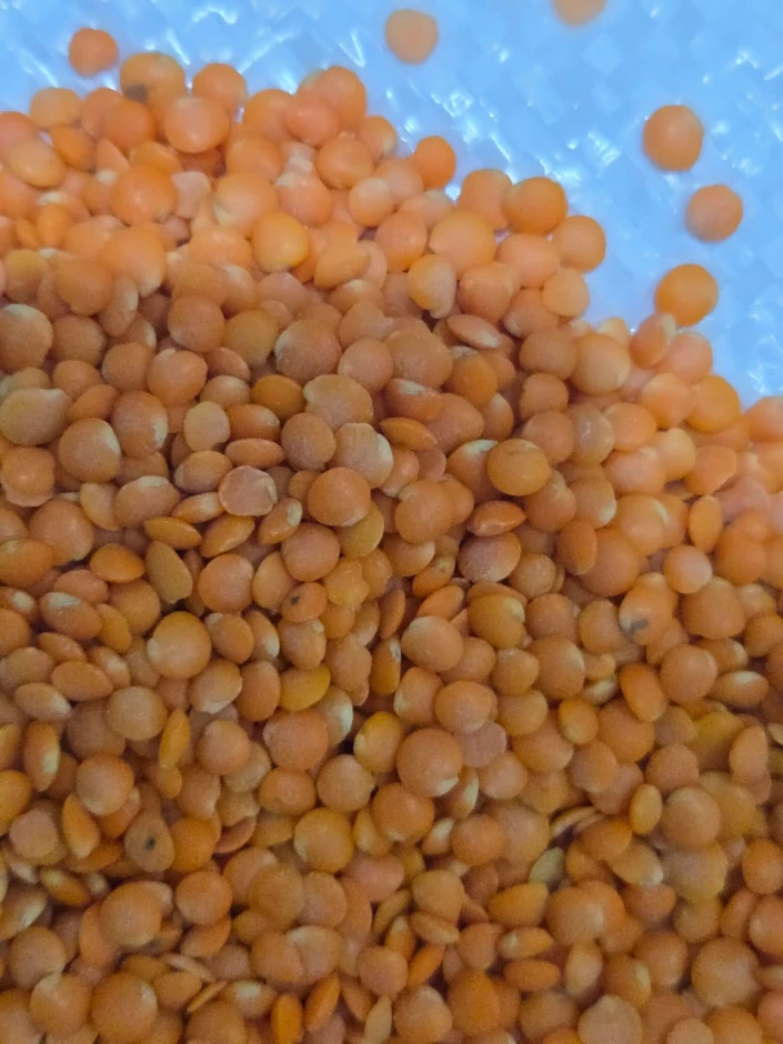 Продам чечевицу шлифованная, колотый горох - 1 Продам чечевицу шлифованная, колотый горох #1