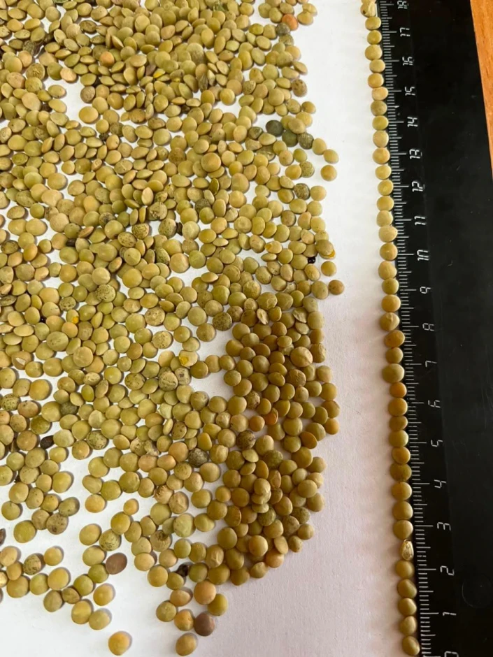 I will sell green lentils. #2