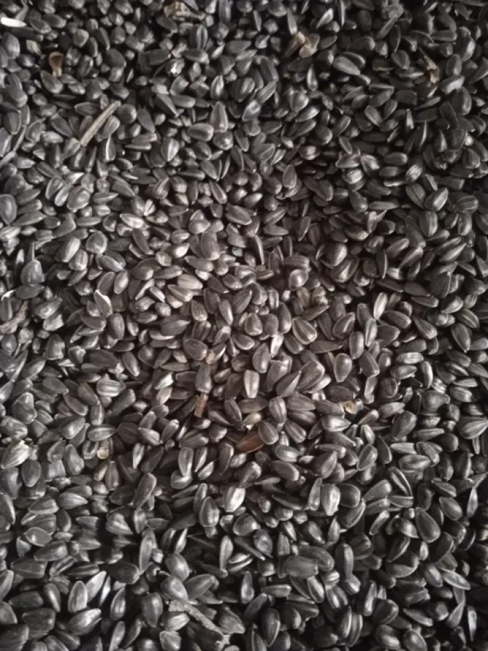 Семена подсолнечника #1