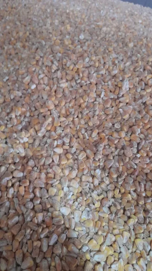 Кукуруза жүгері расыпной #2