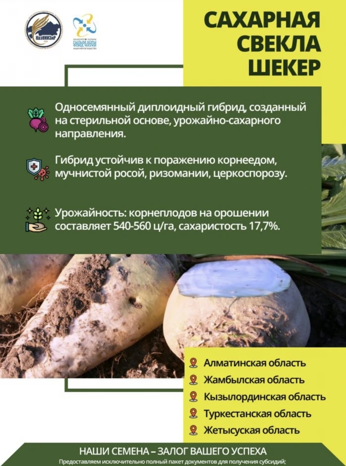 Семена сои сорта: Жансая и Айсауле #4