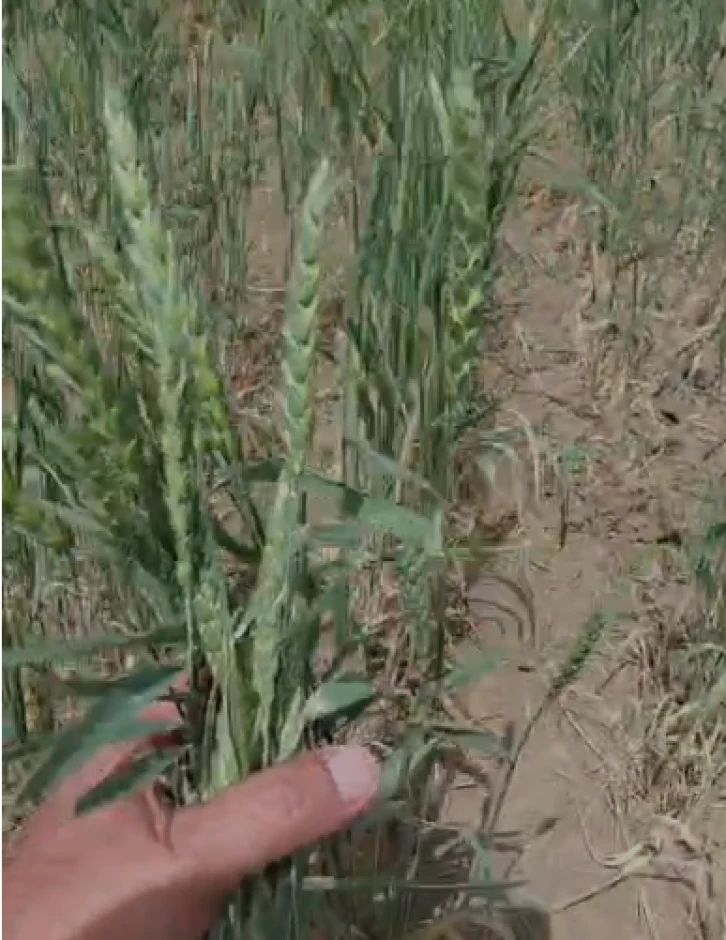An operating farm is for sale in the Kostanay region. #4