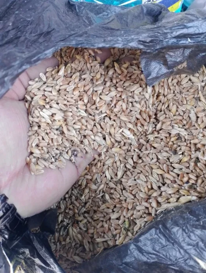 I will sell wheat for fodder. #3